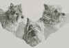 Dominguez CANINE TRIO.jpg (58595 bytes)