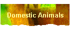 Domestic Animals