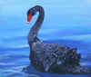 blkswan.JPG (37654 bytes)