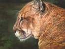 pumaprofile.JPG (49401 bytes)