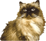 miau
