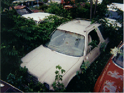graveyardphoto#7oysterwhite1.GIF (40857 bytes)