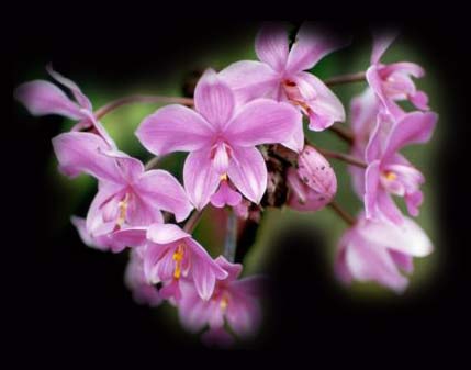 One of the colorful flower of the Pacific Islands