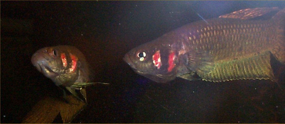 Betta strohi males sparring, a mouthbrooding species of Betta.