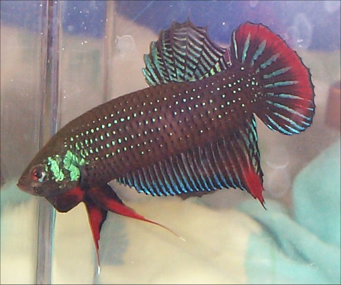 Betta imbellis Male Owned by Cascade Bettas