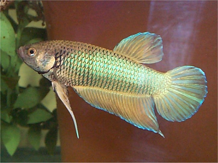 Betta splendens "Plakat Male"&nbsp; Owned by Cascade Bettas