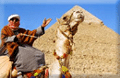 Camel