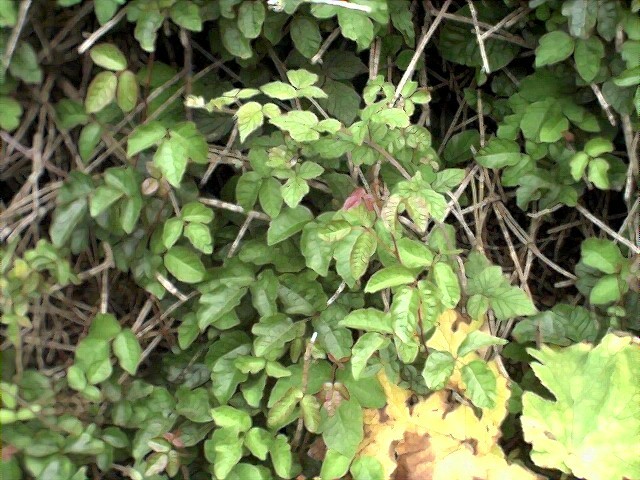 poison oak was everywhere - better watch out!