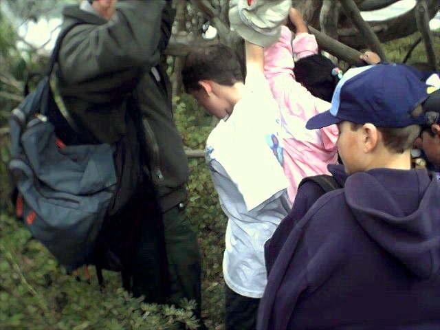 listening to the tree that gurgles