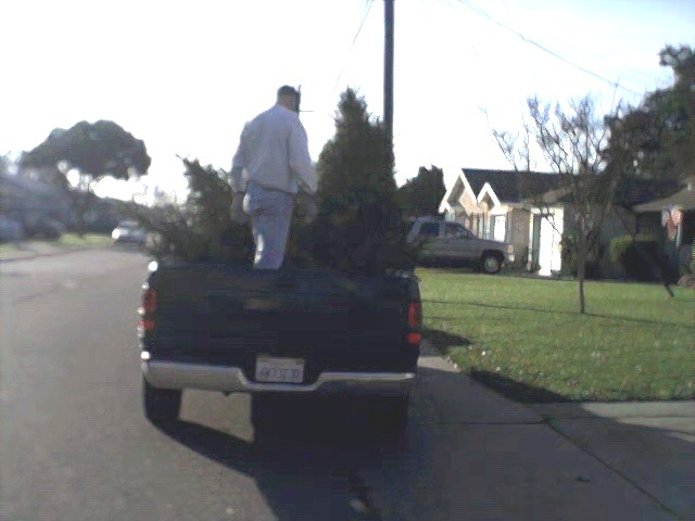 Pack 603 Annual Tree Pick-up