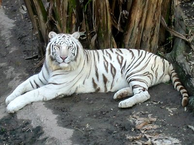 Audubon's White Tiger