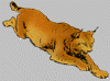 bobcat.gif (5129 bytes)