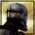 Clone Trooper