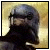 Clone Trooper