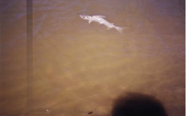 bedengan10.jpg (64826 bytes)