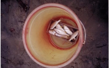 bedengan11.gif (57140 bytes)