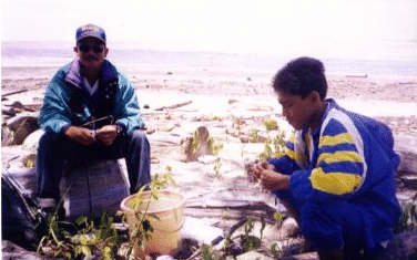 bedengan3.gif (67592 bytes)