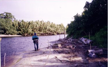 bedengan4.gif (64639 bytes)