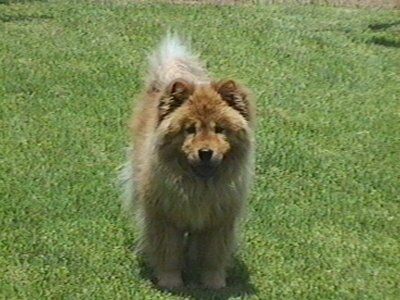 Ons gesin se hond, Saartjie