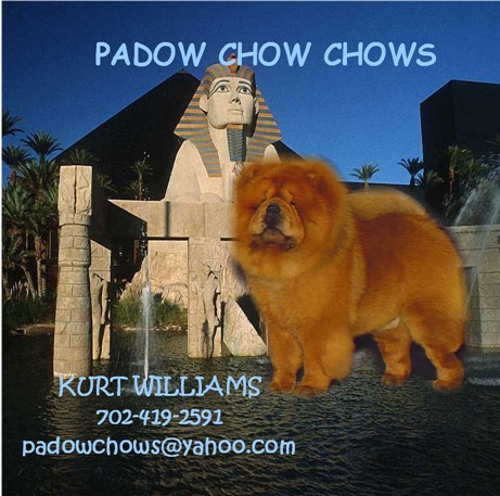 barbary chow chows