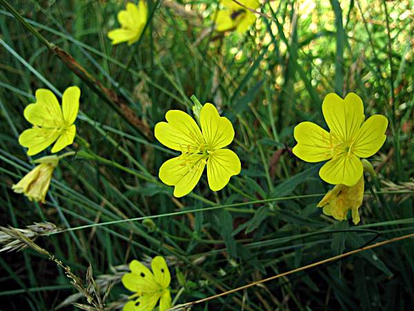 sundrops 3