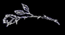 Majere's constellation - The Rose