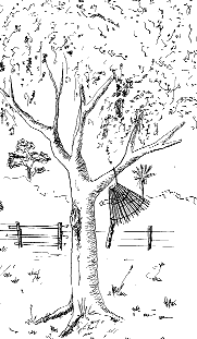 soc� de pesca pendurado em �rvore