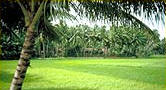 Paddy Fields of Kerala