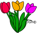 tulipan
