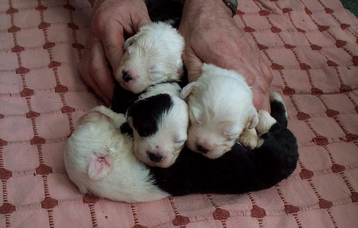The 4 Boys