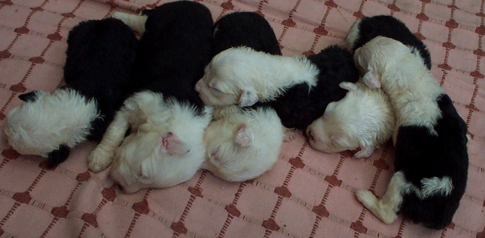 The 6 Girls