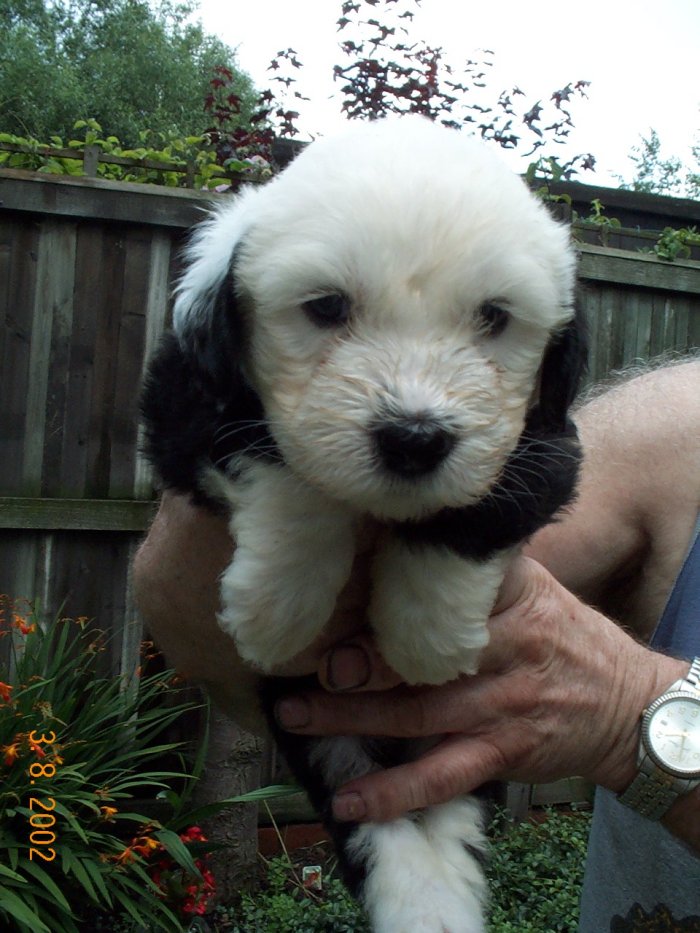Bitch puppy 5 weeks old