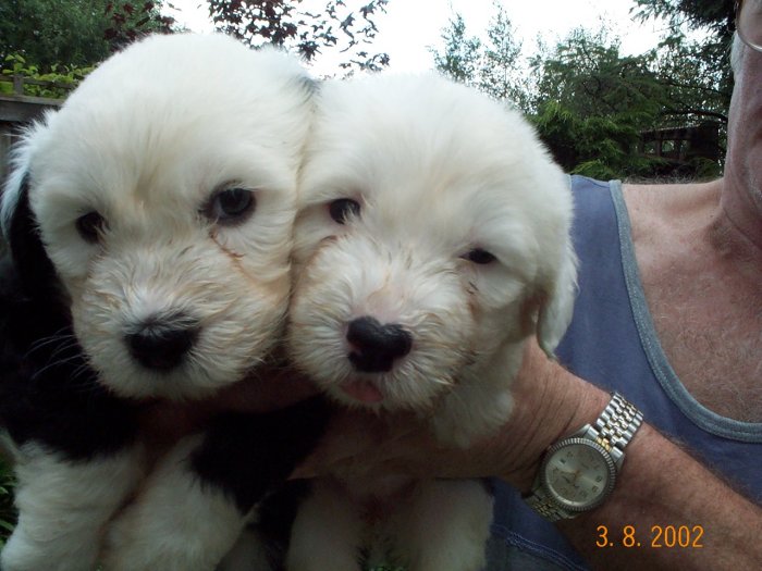 5 weeks old