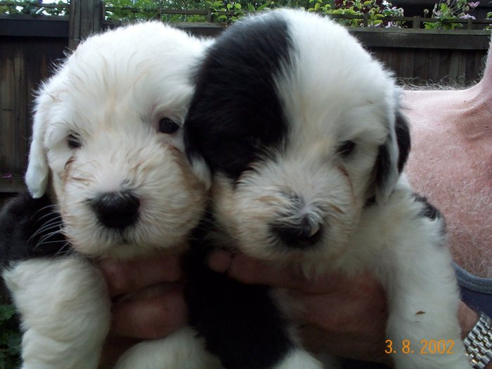 2 of the boys 5 weeks old