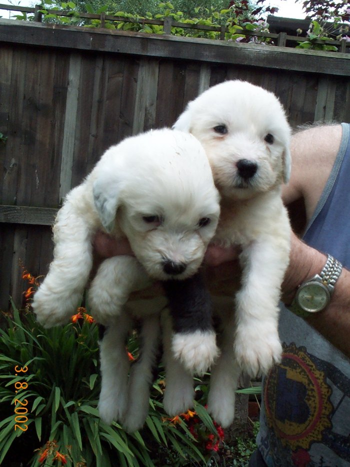 5 weeks old