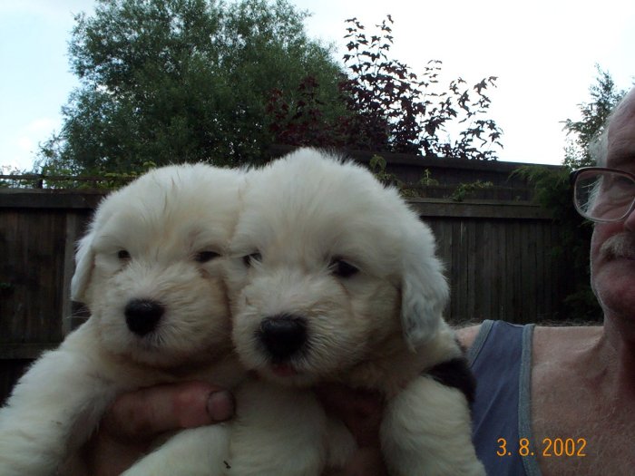 2 of the girls 5 weeks old