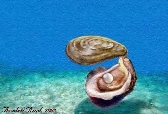 Oyster's Wisdom