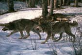 Lobos en invierno se juntan en manadas para cazar.
