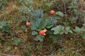 baya moroshka crece en tundra y bosques conнferos