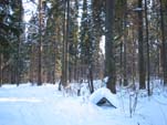 Bosque ruso en invierno