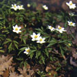 Flores de verano