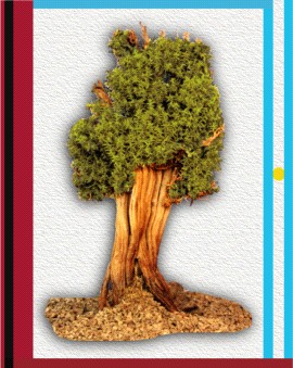 Isotipo de las Exposiciones de Bonsai silvestres realizadas