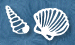 pretty seashells in a row