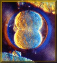 two-week-old embryo