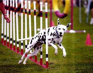 Fame, Agility Enthusiast