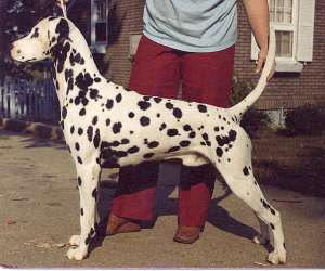 Ko at five years of age
