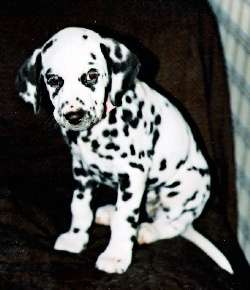 Olive was a very cute pup!