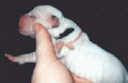 Puppy with a body patch