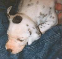 A beanie patch