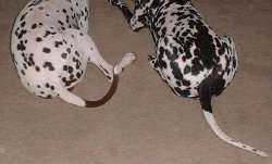 Two tail patches